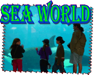The first of many Shamu's